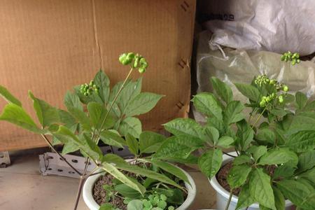 人参籽能种植吗什么时候开始种