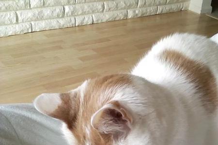 小猫丢了大猫是如何寻找的