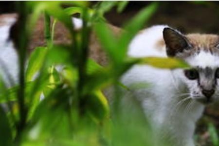 小猫猫城记是谁