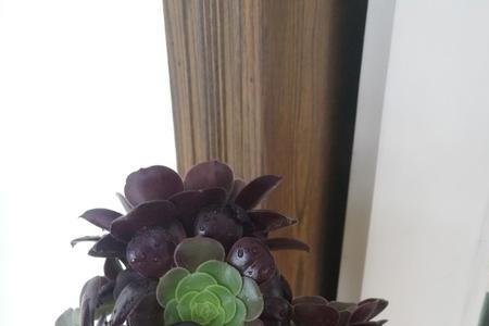 法师梅花珀迪和欧紫一样吗