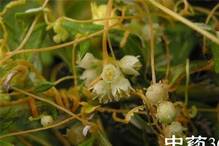 菟丝子的汁液如何清洗干净