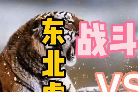 东北虎战斗力