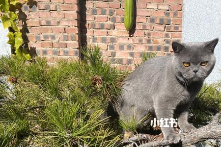 蓝猫太怂了怎么办