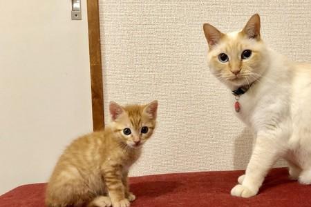 大猫追着新来的小猫咬是真咬吗