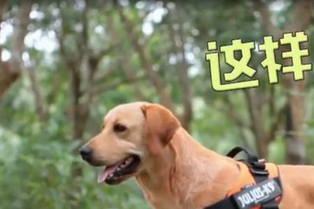 神犬小七里迈瑞是谁
