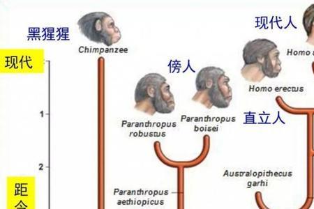 人类根本不是进化而来的