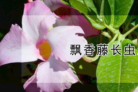 飘香藤的叶子长虫怎么办