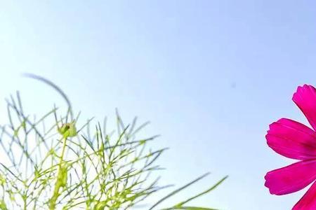 一路格桑一路花什么意思