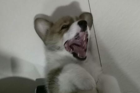 给柯基断尾一直在叫会死吗