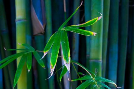 竹子芭蕉能长在一个地方吗