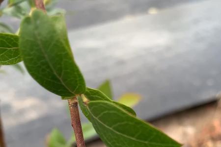 王蓝莓的妈妈怀孕是哪一集