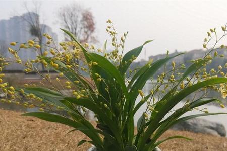 文心兰催花的正确方法