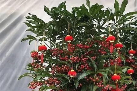 黄金万两什么时候开花