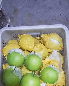 脆玉梨介绍