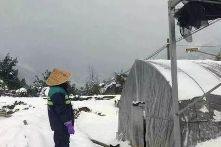 中油金瑞抗寒性怎样