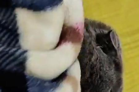 大猫总是舔小猫，怎么回事