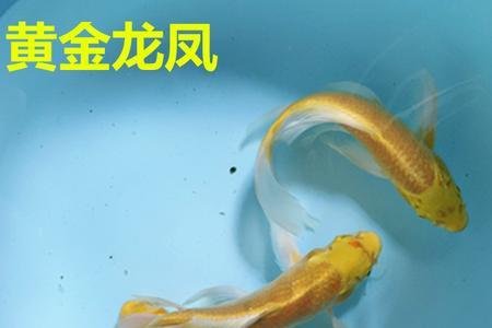 鱼怎么变成金黄色