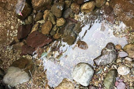 雷龙鱼用多大号的溪流沙