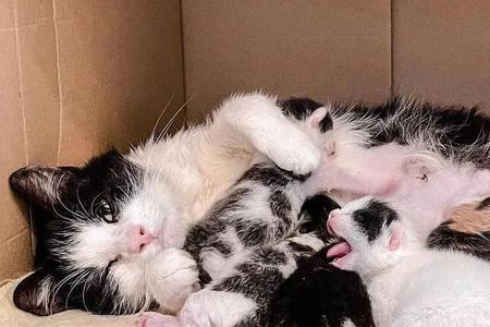 为什么一窝小猫全是母的