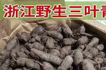 三叶参图片