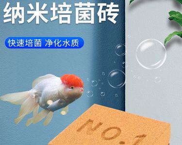 细菌屋和方砖哪个好