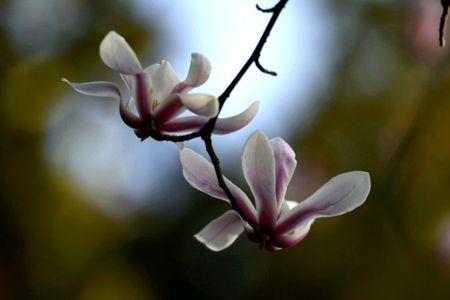 阵阵清香意思