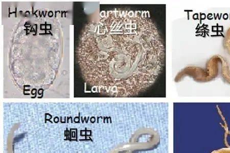 最多寄生虫的十种动物