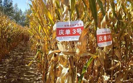 铁源377玉米品种介绍