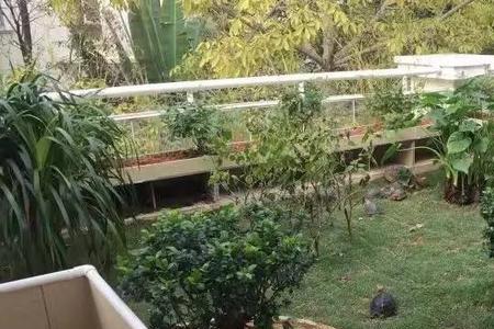 为什么铁胆砂适合养龟