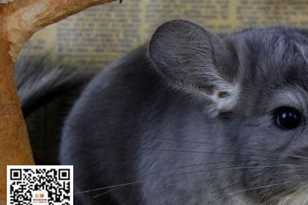 家里的温度高可以养龙猫吗