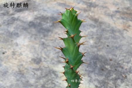 大凤龙怎么养才能多头