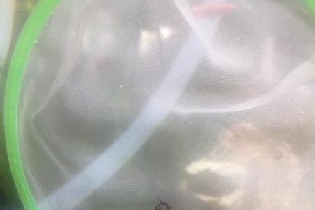 玻璃猫鱼胡须断了能再生吗