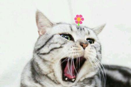 男人给猫称呼什么意思