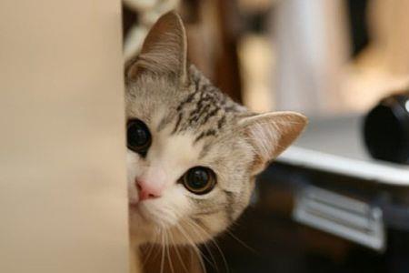小猫一夜未归正常吗
