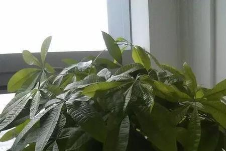 家里养了四棵发财树好吗