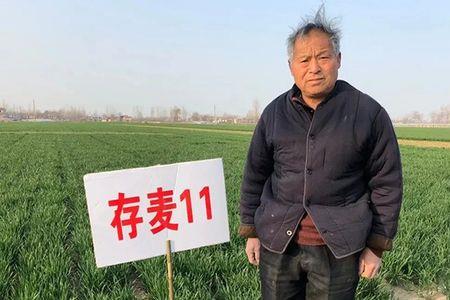 青丰6号小麦品种高产吗