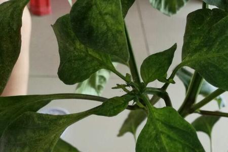 辣椒生米虫怎么办
