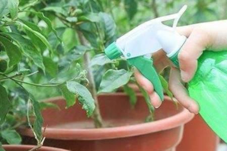 米兰花盆有蚂蚁怎么处理