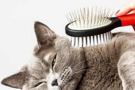 猫换季掉毛最好的解决办法