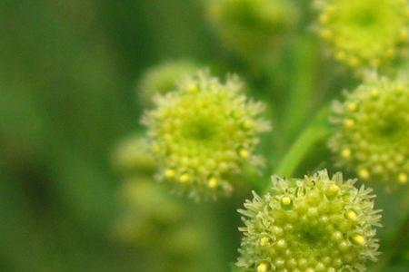 野生型青蒿的花是什么颜色