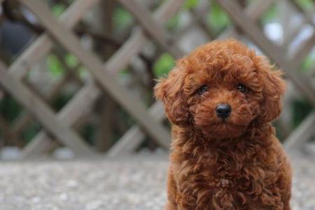 我家泰迪犬怎么没有尾巴