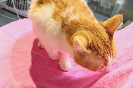 猫咪为什么叼着毛巾到处走