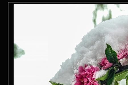 傲雪梅花，春来怒放是什么意思