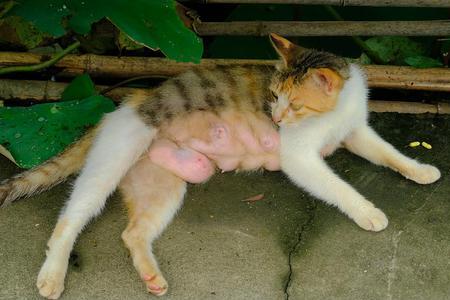 把猫仔送走对母猫的危害