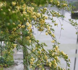 桑梓满院什么意思