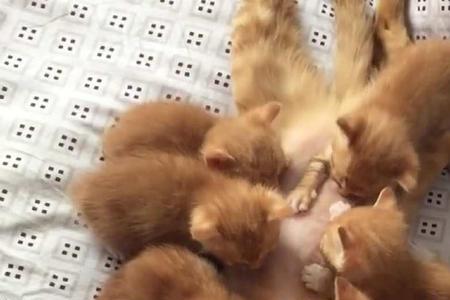 猫为什么蹬自己的孩子