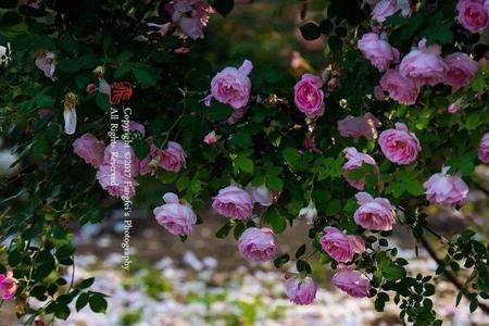 花叶尽落是什么意思