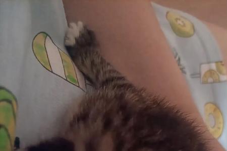 小野猫跟小奶猫的区别