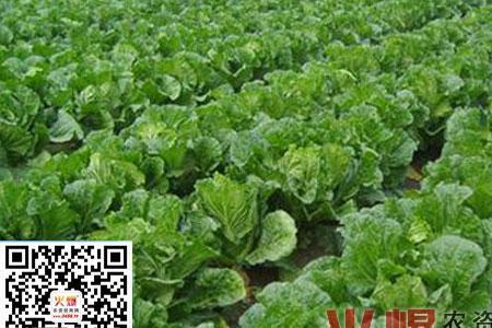 清江白菜怎么种植