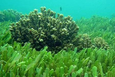 海藻哪里产的最好